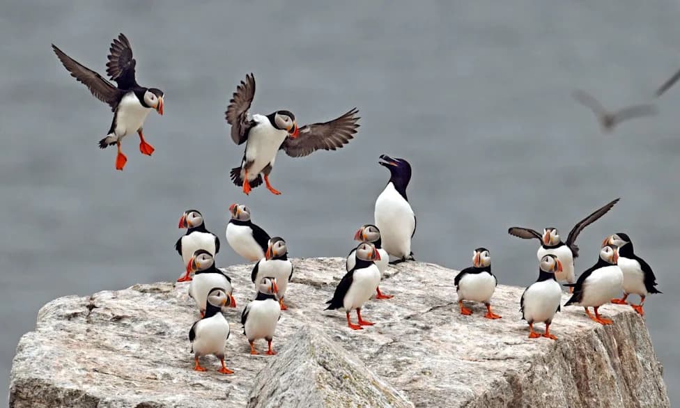 Seabird Comeback: Record Razorbill Year and Puffin Gains Across the Gulf of Maine