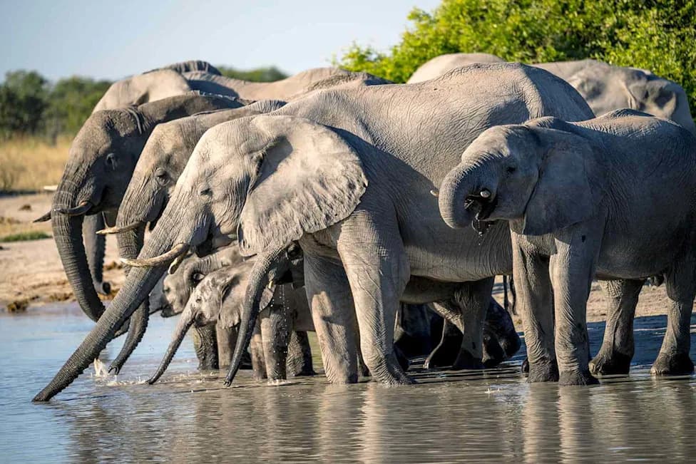 Suspected Poacher Found Dead After Fleeing Elephants in Kruger; Accomplice Arrested