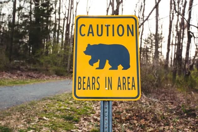 Drought Fuels 'Unprecedented' Spike in Bear Conflicts — Colorado and Wyoming See Record Encounters
