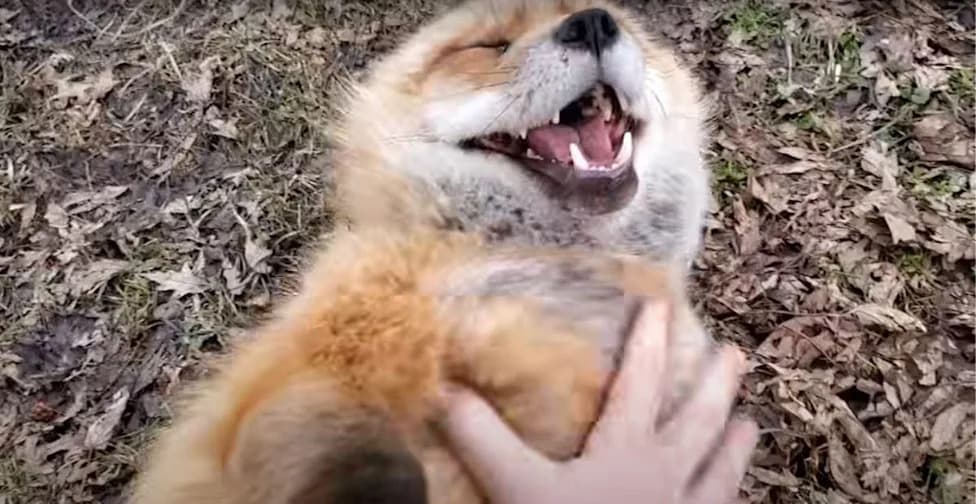 UCLA Study: At Least 65 Animal Species Produce Laugh‑Like ‘Play Vocalizations’