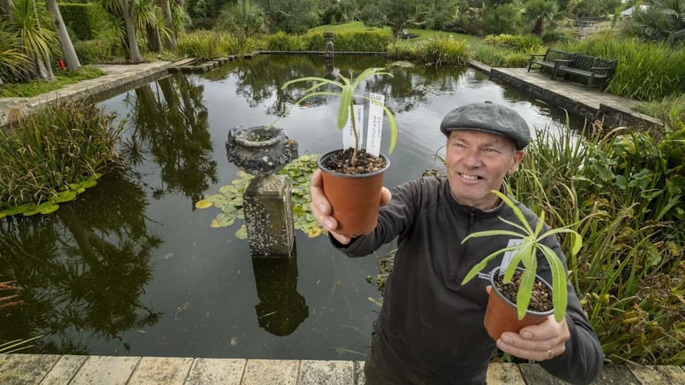 Lifeline for a Lost Lineage: Seedlings From One of the World’s Rarest Trees Rehomed in Scotland