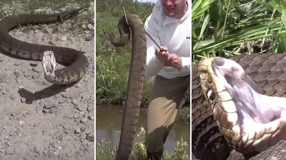 Coiled Snake Lunges at Handlers in South Africa — Narrator: "The Snake Is Very, Very Upset"