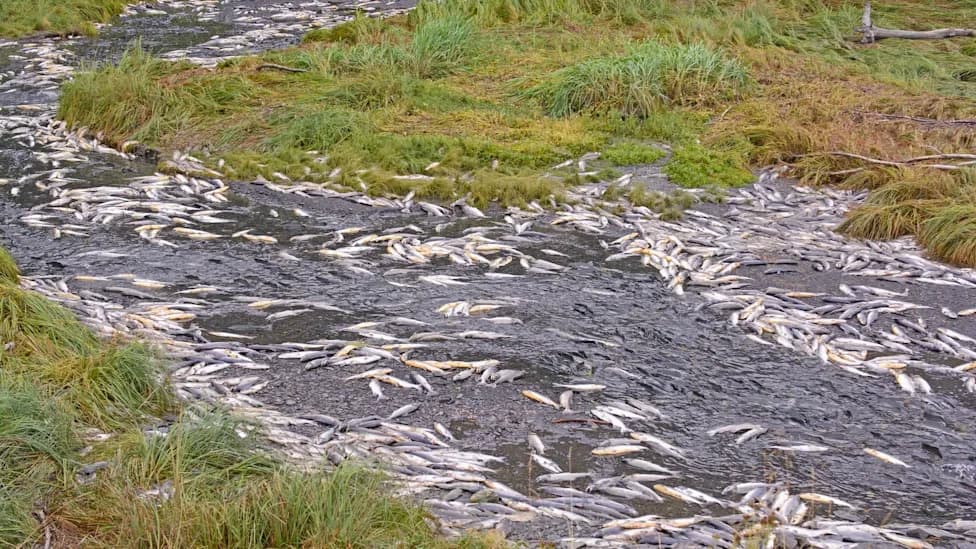 Tire Chemical 6PPD‑Quinone Linked To Mass Death Of Juvenile Coho Salmon in B.C.