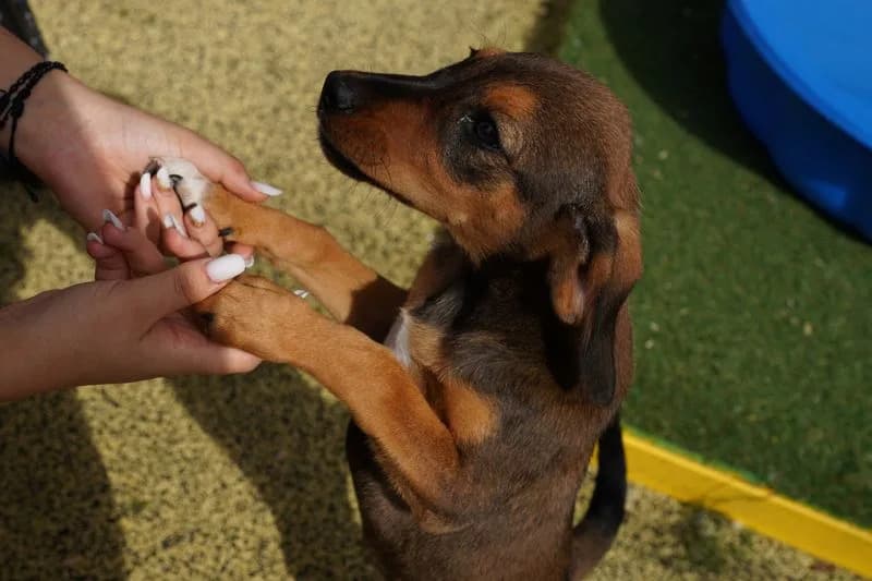 Romanian Shelter Battles Dog Culls With Mass Sterilisation Campaign