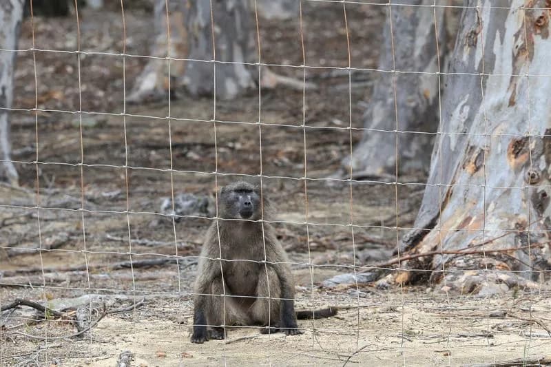 Cape Town Plan To Permanently Enclose About 60 Chacma Baboons Sparks Outcry