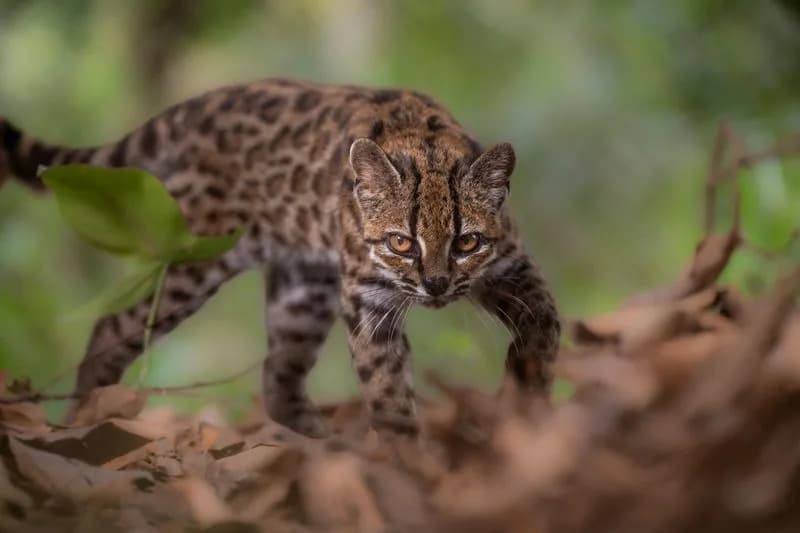 Scientists Name New Wild Cat From Bolivia — Leopardus tilcayo, First Living Cat Species Described in Over a Century