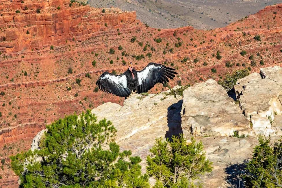 From 22 to the Sky: Four California Condors Released at Vermilion Cliffs