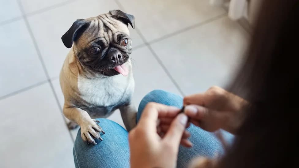 When Dogs Hear “No,” Their Brains Show Human-Like Self-Control