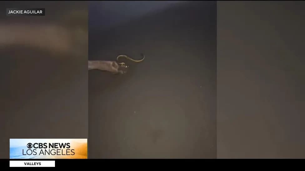 Rare Venomous Yellow-Bellied Sea Snake Washes Ashore at Crystal Cove — First Orange County Sighting Since 2018