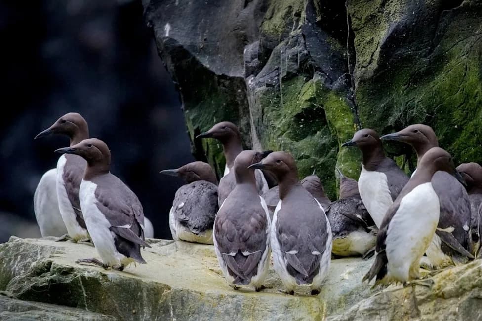 Thousands Of Common Murres Starve Along California Coast As Warm Pacific Intensifies Competition