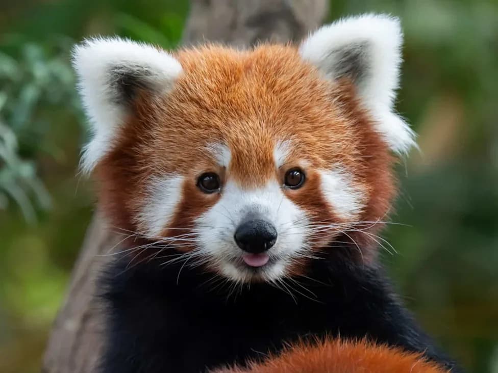 Adorable 'Bamboo Bears' Are Losing Their Mountain Homes — The Fight to Save Red Pandas