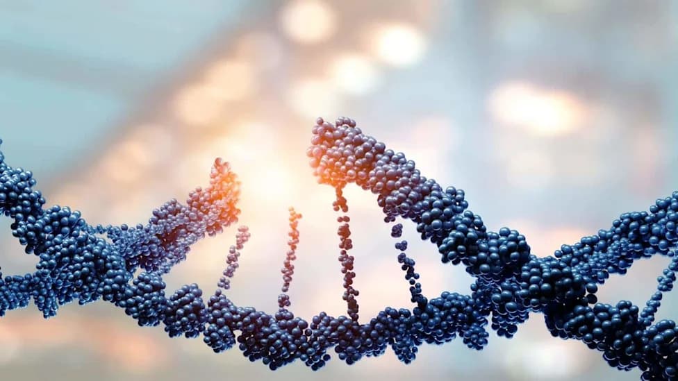 Eating Less Slowed Accumulation Of Age-Linked DNA Mutations In Mice — But That Doesn’t Mean People Should Starve