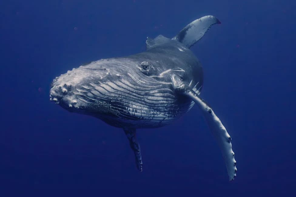 Rare Footage Shows Humpback Mother Appearing To Grieve Stillborn Calf Off Australia’s Gold Coast
