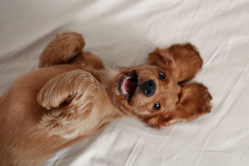 What Your Dog Really Thinks Of You — New Research Shows Richer Canine Minds