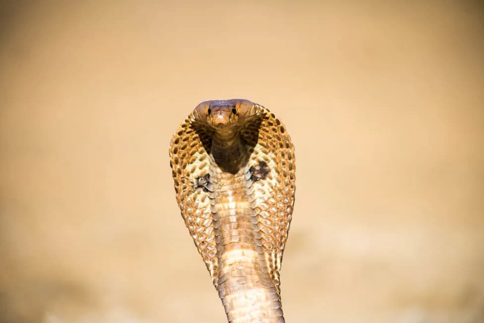 Maharashtra Permits Capture of 41 Cobras for ‘Educational’ Displays — Critics Say It May Sidestep Nag Panchami Ban