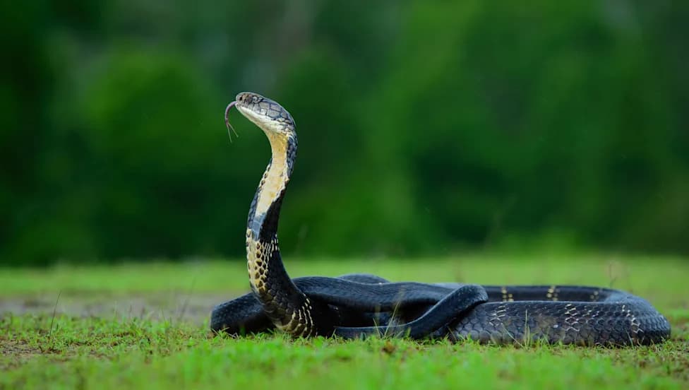 Rights Panel Probes Hospital After Careless Handling of 3-Year-Old’s Fatal Snakebite