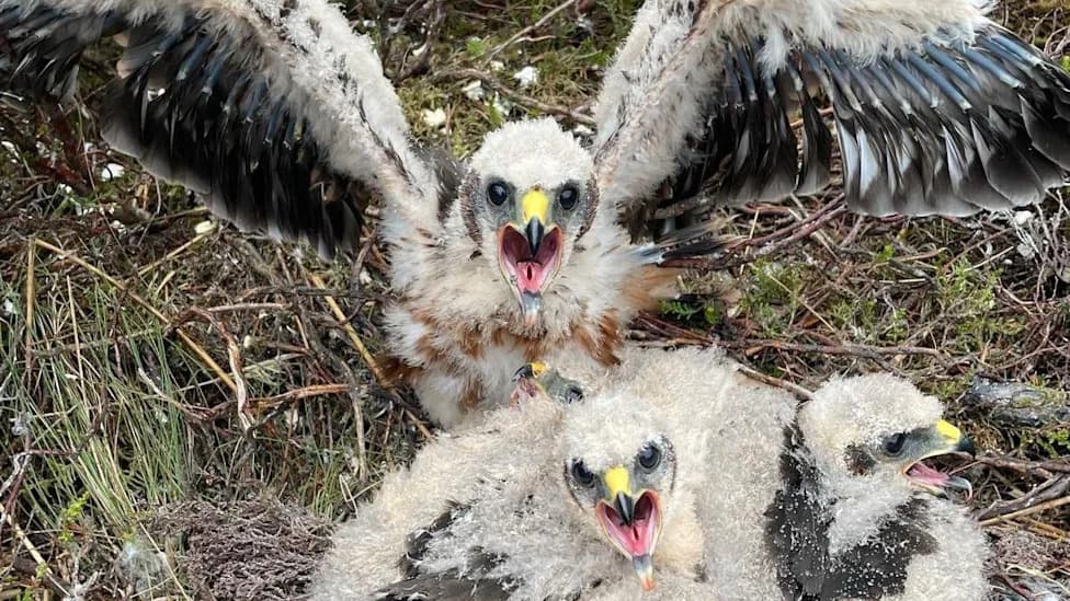 Record Year: 13 Hen Harrier Chicks Fledge at RSPB Geltsdale Reserve