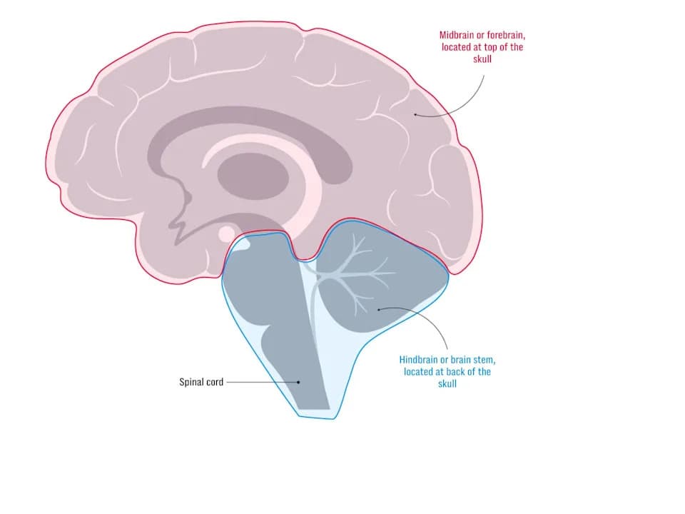 Stanford Finds Human Brain Is Two Ancient Nervous Systems Packaged Together