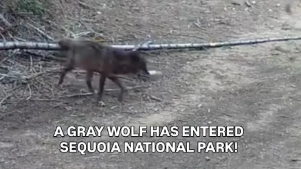 Three-Year-Old Gray Wolf BEY03F Enters Sequoia National Park — A First In Over 100 Years