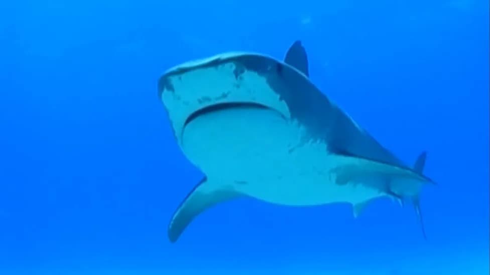 Shark Fatally Attacks Man in His 60s Off Sorrento Beach, Perth — Onlookers Describe Horrific Scene