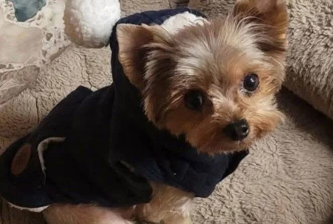 Utah Couple Says Vet Gave Yorkie Euthanasia Drug Instead of Allergy Shot, Dog Dies