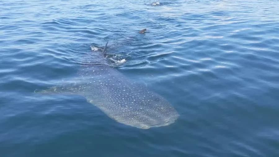 Whale Shark Spotted 55 Miles Off Southern California as El Niño Draws Subtropical Species