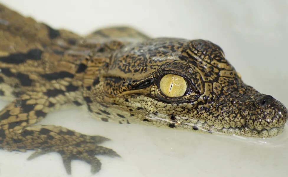 Heat Wave Triggers First Fully Natural Hatching of 10 Nile Crocodiles in France