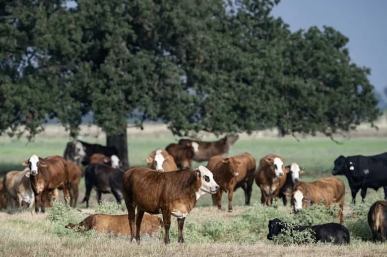 Trump’s Ground-Beef Import Plan Strains Texas Ranchers — Could It Cost Republicans in the Midterms?