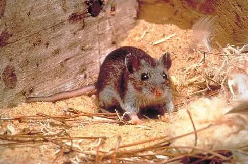 Lab-Grown Human Brain Cells Grafted Into Mice Provide New Model for Neurological Disease Research