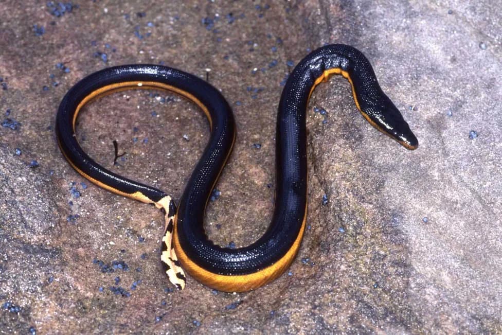 Rare, Highly Venomous Yellow-Bellied Sea Snake Washes Ashore at Crystal Cove and Is Returned to Sea