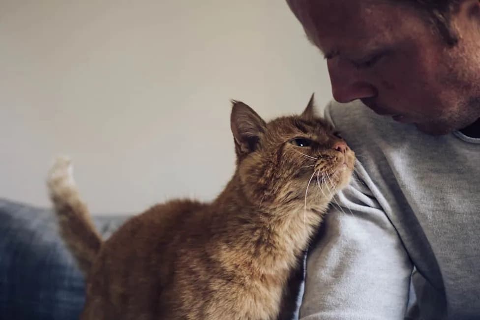 Your Cat Knows Who You Are — New Study Shows Cats Link Names to Faces