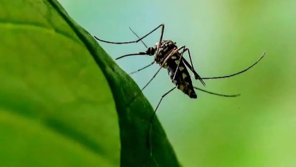 Communities Release Lab‑Bred “ZAP” Mosquitoes To Suppress Biting Populations