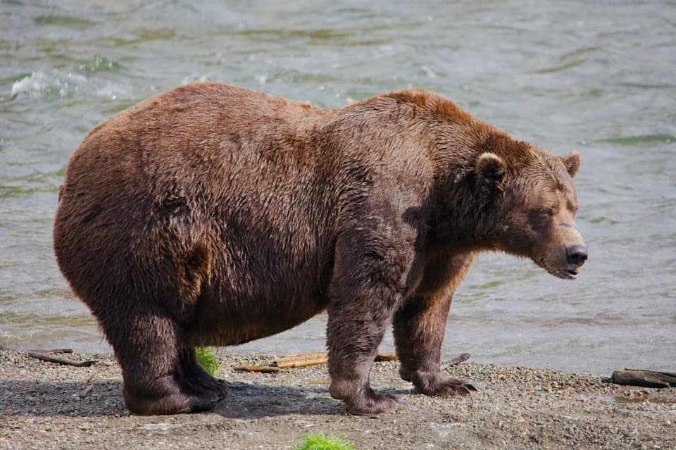 Fat Bear Week 2026: Who Will Take Katmai’s Crown? Meet the Top Contenders