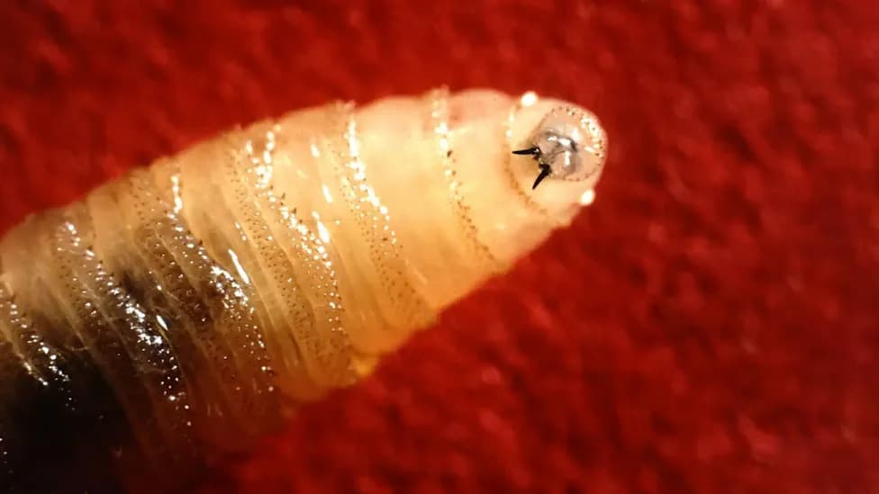 Flesh‑Eating Screwworm Returns to U.S.; New Tracking Dashboard and Emergency Eradication Effort Launched