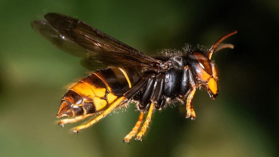 First Somerset Asian Hornet Sighting Prompts Urgent Call to Report Sightings Across the South West