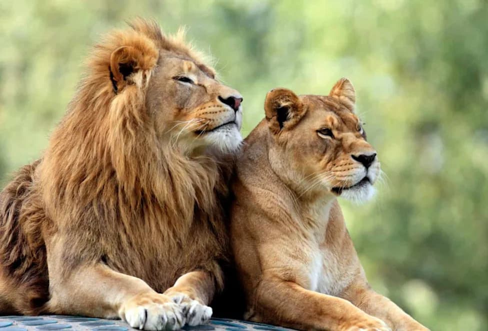 Documentaries Got It Wrong: GPS Study Shows Lions Often Track — Not Trail — Hyenas