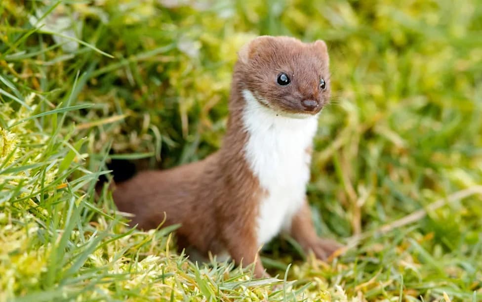 Last Stoat On Rousay Still At Large After £150,000 Response