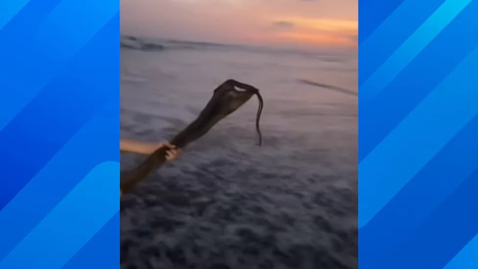 Highly Venomous Yellow‑Bellied Sea Snake Washes Ashore at Crystal Cove — Family Escapes Injury