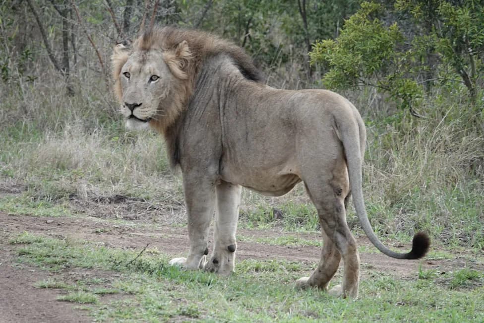 Ten Lions Found Dead in Suspected Poisoning at Tanzania's Ngorongoro — Authorities Launch Manhunt