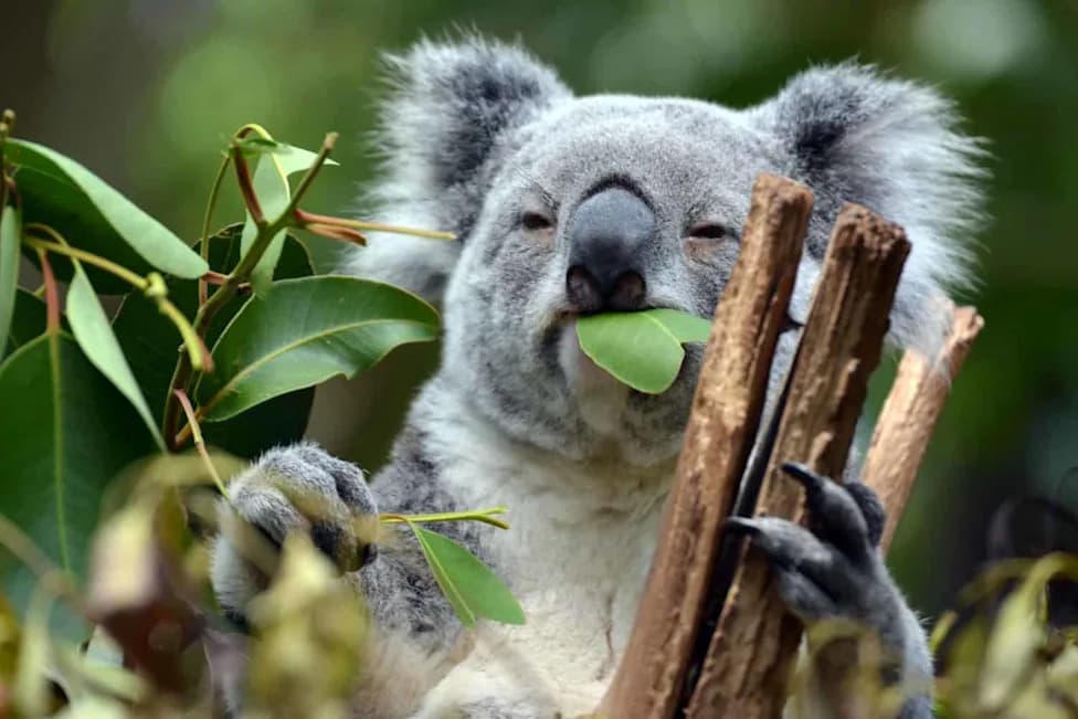 New Vaccine Offers Hope — Can Koalas Be Saved Before They Vanish?