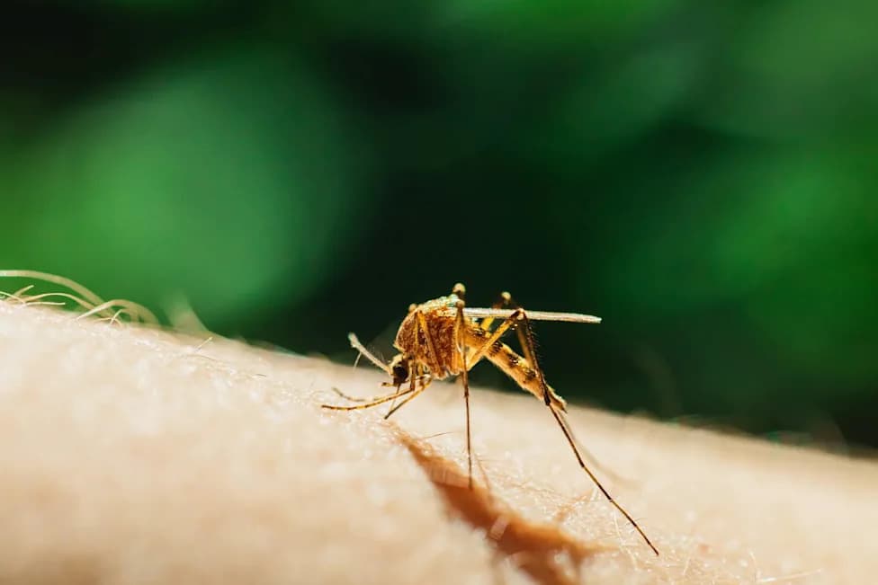 Rare 'Airport Malaria' Outbreak Near Frankfurt Airport Kills Three