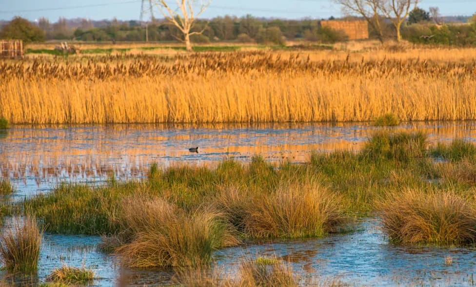 England’s Fens Face Mounting, Interconnected Climate Risks — Major Investment Urged