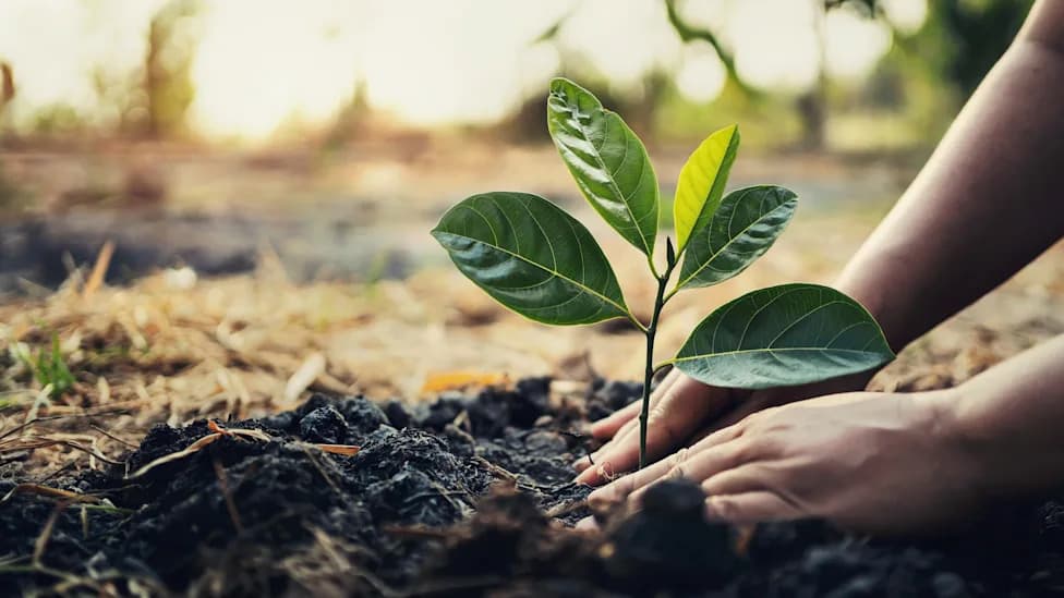 From Mockery To Movement: Ethiopian Farmer Plants Thousands Of Trees And Inspires Her Community