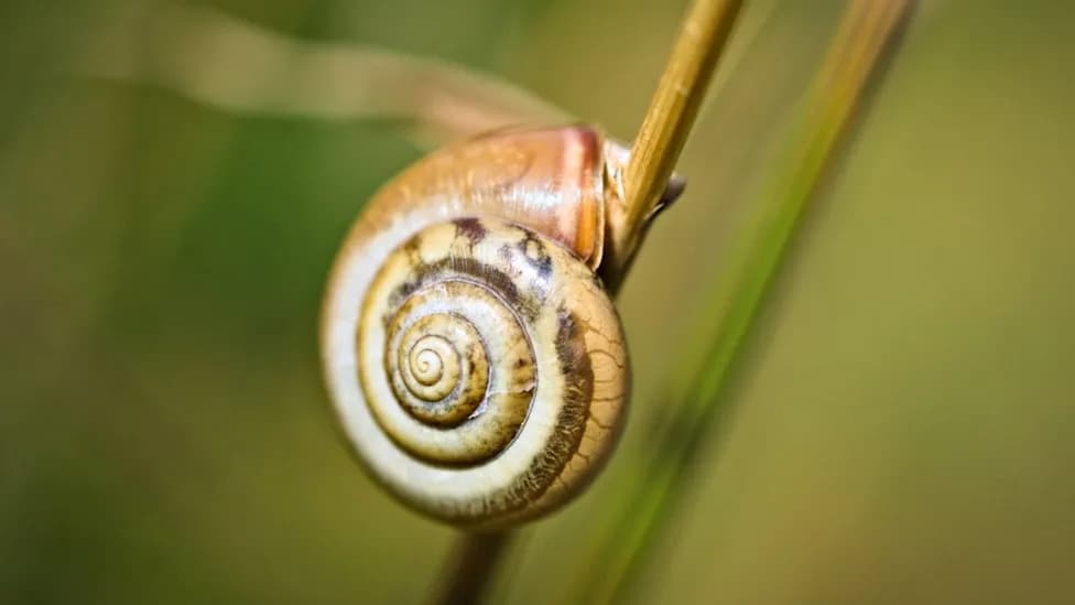 Snail Shells Keep a Clear Record of Past Cyclones and Extreme Rainfall