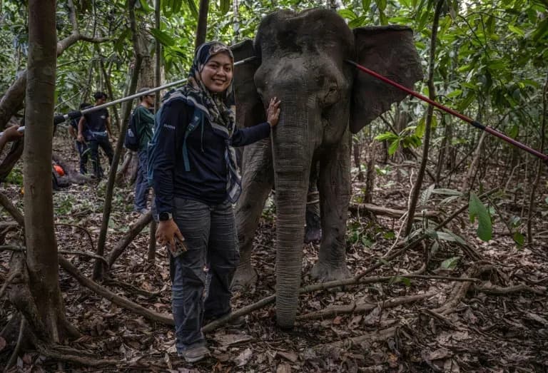 Borneo's "Elephant Whisperer": How Farina Othman Is Saving Sabah's Endangered Giants