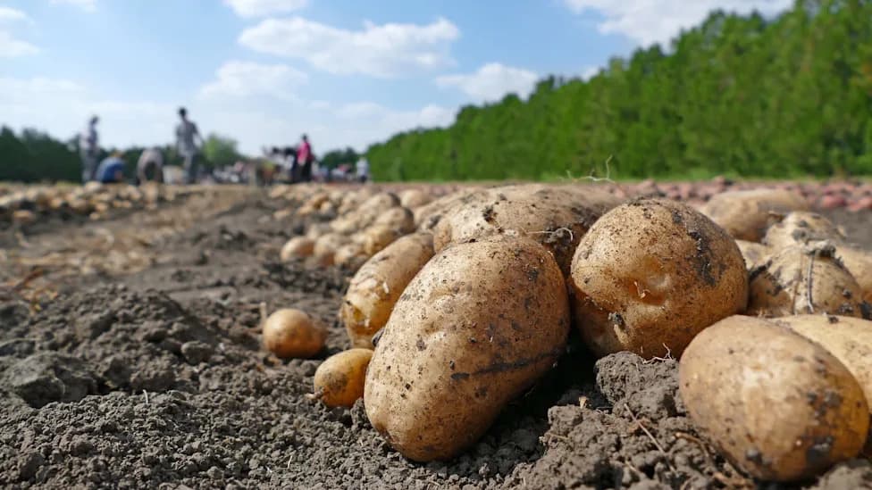 Europe's Potato Harvest Plummets After Heat Waves and Drought — Expect Smaller Tubers, Shorter Fries and Higher Prices