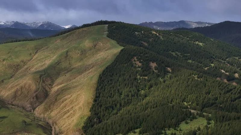 Carbon-Credit Boom Is Replanting New Zealand Farmland — and Hollowing Out Rural Communities