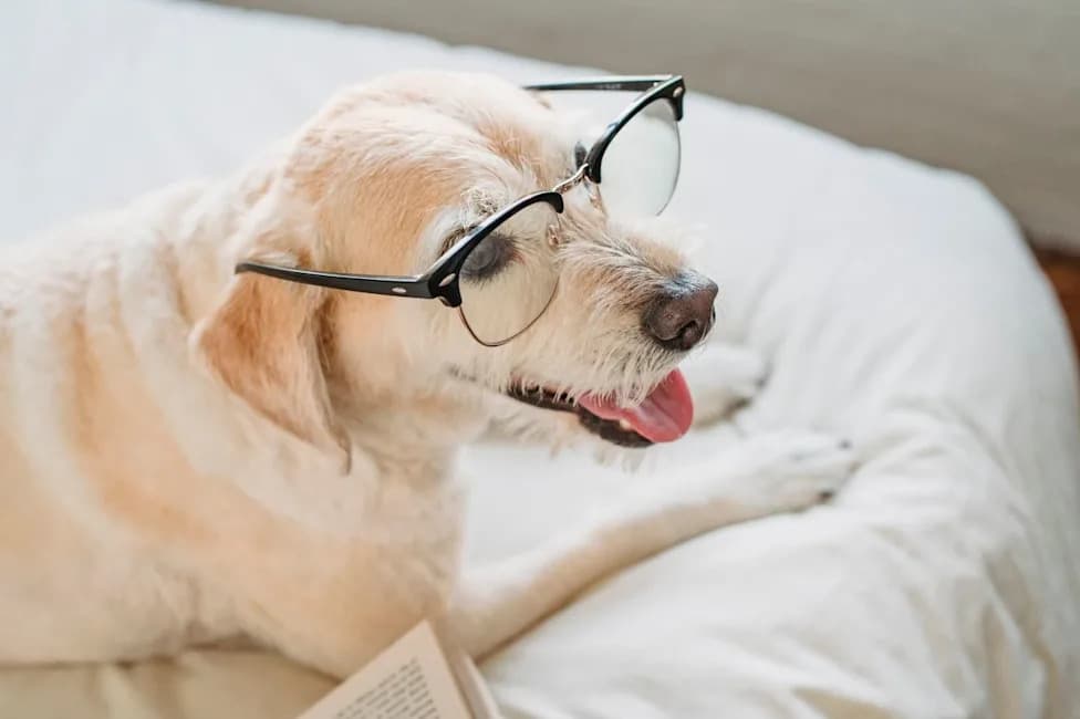 Dogs Show Human-Like Brain Signals When Told To Wait, Study Finds