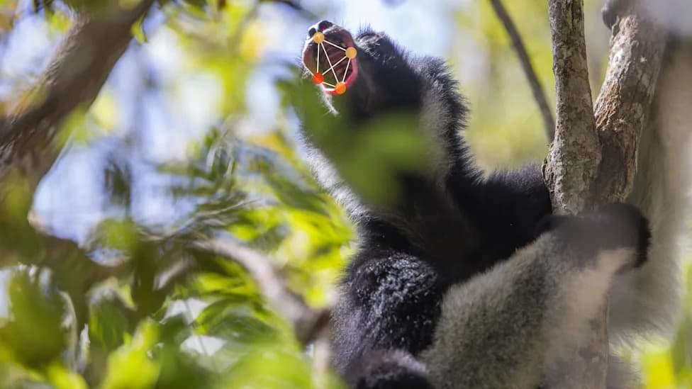 How Indri Lemurs ‘Sing’ Like Opera Vocalists: Mouth Shape, Pitch and Long-Distance Calls