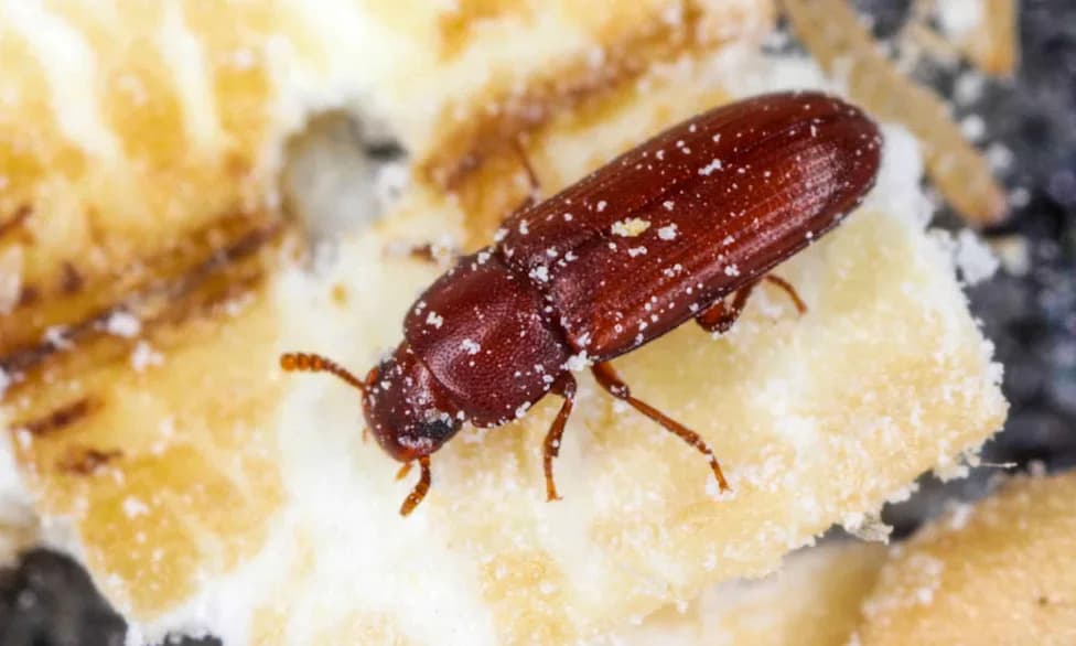 More Mates, Fewer Mutations: 15-Year Beetle Study Shows Sexual Selection Can Reduce Extinction Risk